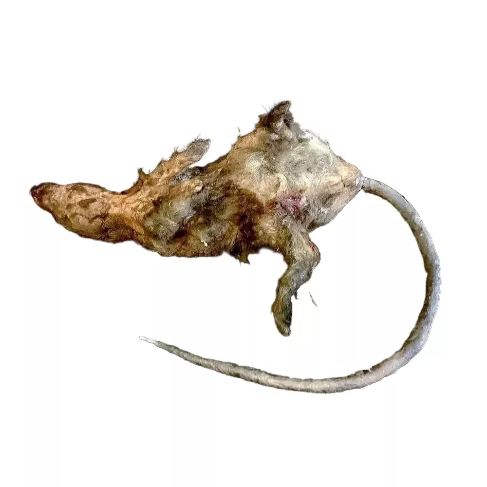 Dead Rotten Rat Prop