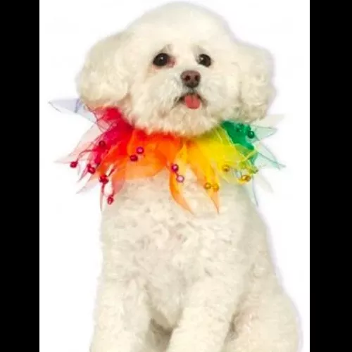 Rainbow Fancy Collar for Pets
