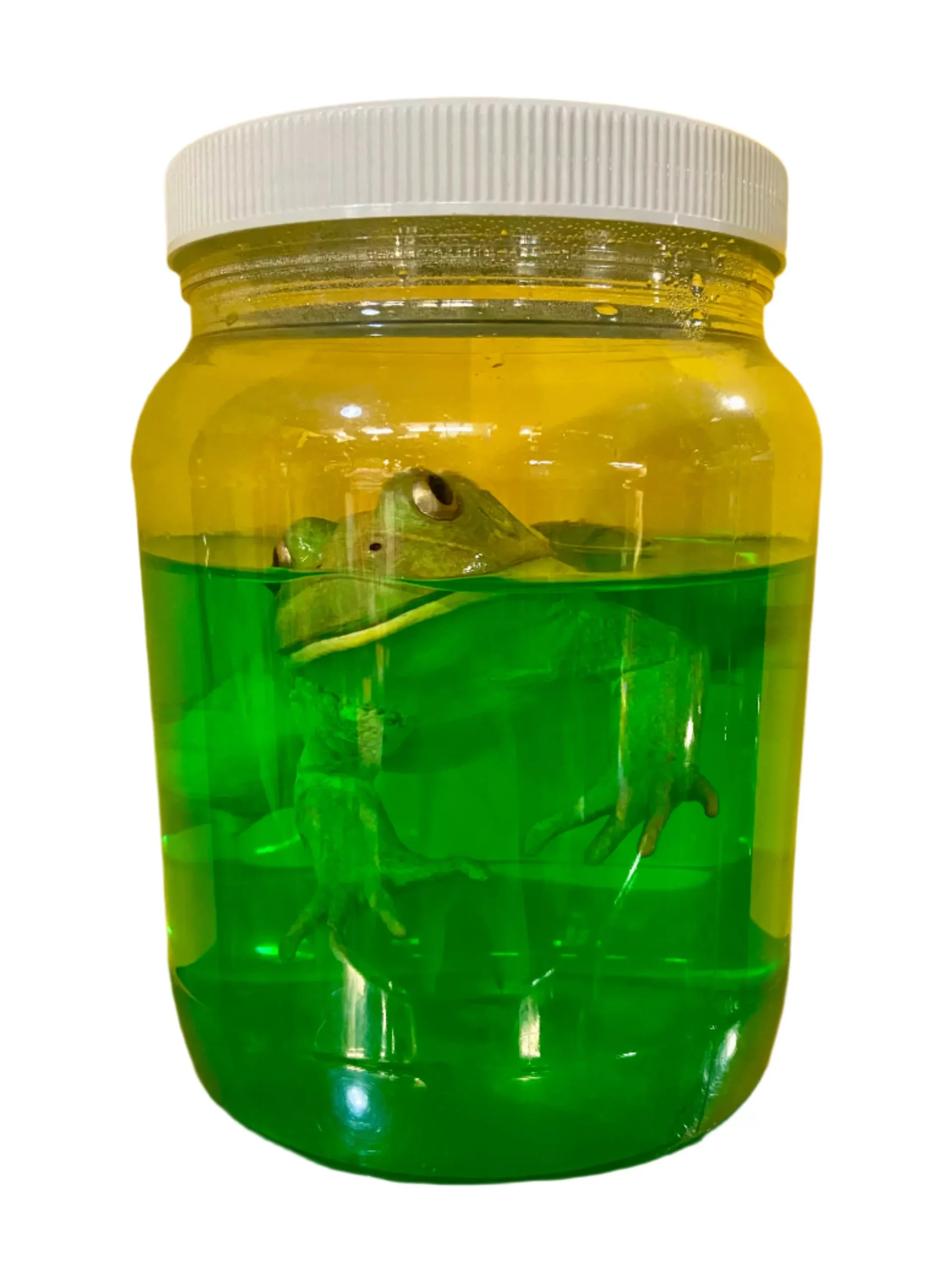 Toad Specimen Jar